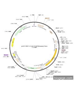 pLV3-CMV-3×FLAG-FOXP3(human)-Puro