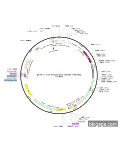 pLV3-H1-2O2-Kmo(mouse)-shRNA1-TetR-Hyg