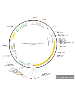 pLV3-CMV-Enpp1(mouse)-3×HA-Puro