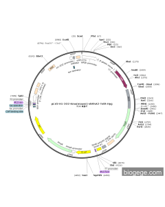 pLV3-H1-2O2-Kmo(mouse)-shRNA2-TetR-Hyg