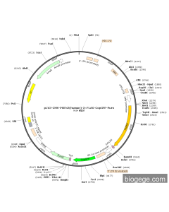 pLV3-CMV-PSEN2(human)-3×FLAG-CopGFP-Puro