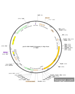 pLV3-CMV-PABPC1(human)-3×Myc-Puro