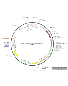 pLV3-H1-2O2-Fars2(rat)-shRNA1-TetR-Puro