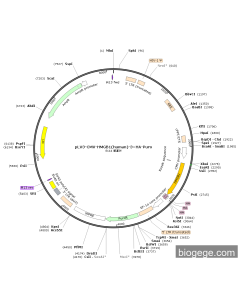 pLV3-CMV-HMGB1(human)-3×HA-Puro