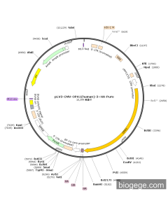 pLV3-CMV-OPA1(human)-3×HA-Puro