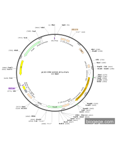 pLV3-CMV-mOVA-EF1a-Puro