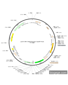 pLV3-CMV-Crisp2(mouse)-CopGFP-Puro