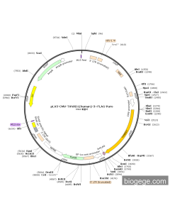 pLV3-CMV-TXNRD1(human)-3×FLAG-Puro