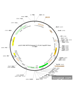 pLV3-CMV-MTFP1(human)-3×FLAG-CopGFP-Puro