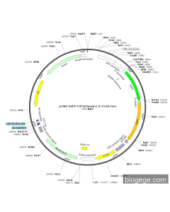 pCMV-EGFP-FGF2(human)-3×FLAG-Neo