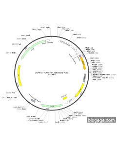 pCMV-3×FLAG-IGFL3(human)-Puro