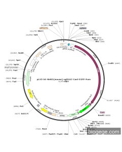 pLV3-U6-Mettl1(mouse)-sgRNA2-Cas9-EGFP-Puro