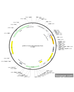 pCMV-3×FLAG-IGFL2(human)-Puro