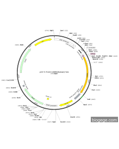 pCI-3×FLAG-LAMP2(human)-Neo