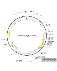 pLV3-CMV-Gjb3(mouse)-3×FLAG-Puro