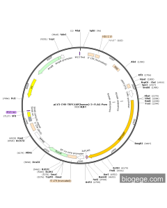 pLV3-CMV-TRPC4AP(human)-3×FLAG-Puro