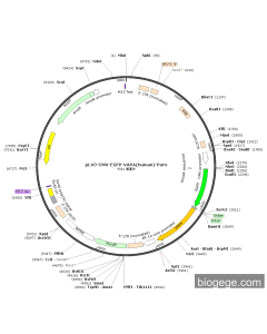 pLV3-CMV-EGFP-VAPA(human)-Puro