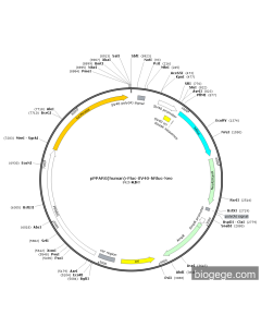 pPPARG(human)-Fluc-SV40-hRluc-Neo