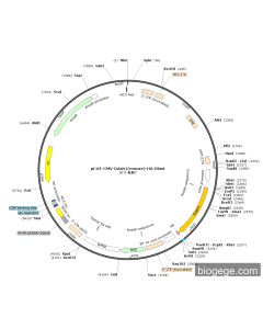 pLV3-CMV-Ddah1(mouse)-HA-Blast