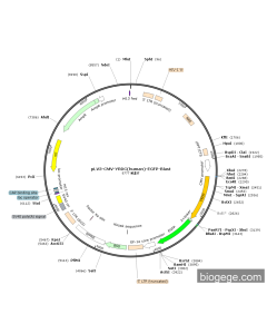 pLV3-CMV-YRDC(human)-EGFP-Blast