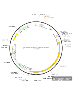 pLV3-CMV-ADAR(human)-3×FLAG-Puro