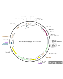 pLV3-H1-2O2-PRMT1(human)-shRNA1-TetR-Puro
