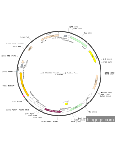 pLV2-TRE3GS-TIA1(human)-TetOne-Puro