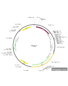 pBAD33-Tet