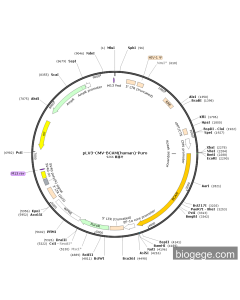 pLV3-CMV-BCAM(human)-Puro