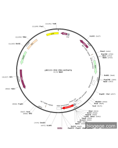 pBI121-35S-Chlo-mCherry