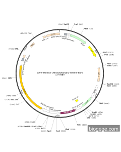 pLV2-TRE3GS-LRRC8A(human)-TetOne-Puro