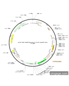 pLV3-CMV-Ndufb7(mouse)-3×FLAG-CopGFP-Puro