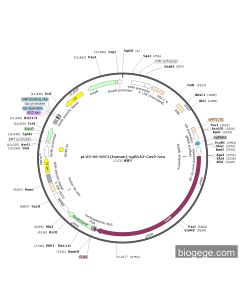 pLV3-U6-DSC1(human)-sgRNA3-Cas9-Neo