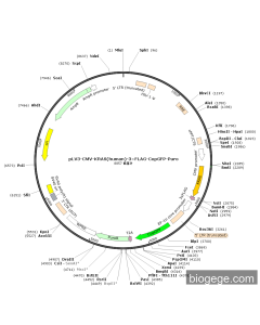 pLV3-CMV-KRAS(human)-3×FLAG-CopGFP-Puro