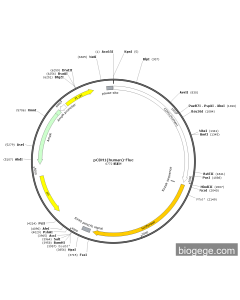 pCDH1(human)-Fluc