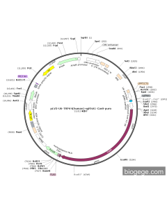 pLV3-U6-TRPV4(human)-sgRNA1-Cas9-puro