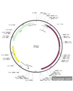 pJET1.2-EVM106(virus)
