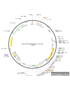 pLV3-CMV-PNMT(human)-3×HA-Puro