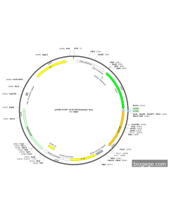 pCMV-EGFP-CLEC4E(human)-Neo