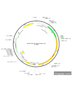 pCMV-EGFP-SLC6A1(human)-Neo