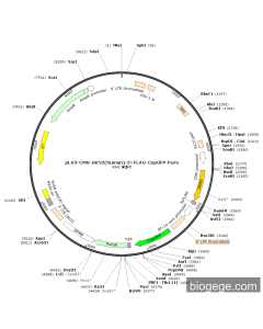 pLV3-CMV-GKN2(human)-3×FLAG-CopGFP-Puro