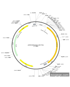 pVSIG4(human)-wt2-Fluc