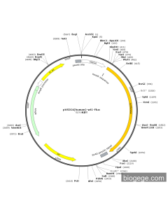 pVSIG4(human)-wt1-Fluc