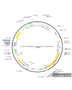 pLV3-U6-EGFP-sgRNA1-Cyp8b1(rat)-3×FLAG-P2A-Puro