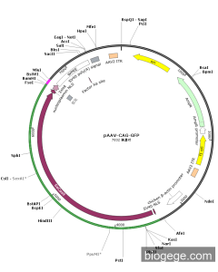 37825-sacas9（repeat-opt）