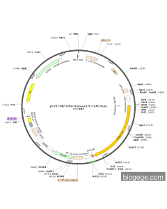pLV3-CMV-Crtac1(mouse)-3×FLAG-Puro