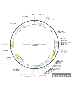 pLV3-CMV-ATF3(human)-3×FLAG-Puro