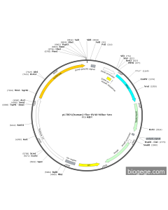 pLTBP1(human)-Fluc-SV40-hRluc-Neo
