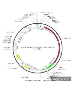 pLV3-U6-CTDSP2(human)-sgRNA1-Cas9-EGFP-Puro