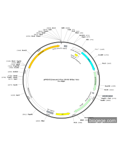 pPRDX2(mouse)-Fluc-SV40-hRluc-Neo
